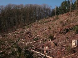  WS View of ravaged woodland after storm  /  Kastel-Staadt, Rhineland-Palatinate, Germany  Stock Footage