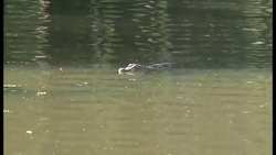 Mapping The Genomes Of Crocodiles And Alligators - It's Not For The Faint Of Heart! Instructional Video