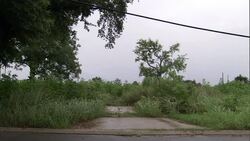 Heavy vegetation chokes off an asphalt road. Stock Footage