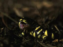 Close up, front angle, slow motion; chameleon shoots projectile tongue and grabs insect Stock Footage