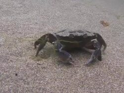 Crab Stock Footage