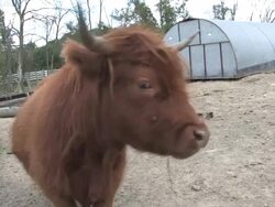 Brown steer 4 - HD 1080/30f Stock Footage