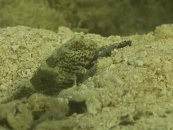 CU Shot of Goby resting on riverbed with shrimp excavating burrow and emerging from burrow briefly / Pemba, Cabo Delgado, Mozambique Stock Footage