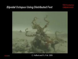 Robert Full: The sticky wonder of gecko feet Instructional Video