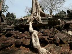 MS Tree and roots coming out of ruble and ruins at Ta Prohm / Siem Reap, Siem Reap, Cambodia Stock Footage