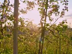 SLO MO Terraced apple tree orchard at sunrise Stock Footage