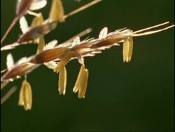 BCU Flowering heads of Prairie grass, USA Stock Footage