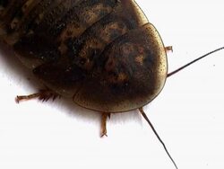 Cockroach PAL Stock Footage