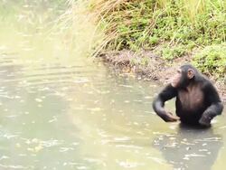 Chimpanzee Stock Footage