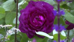 A garden designed for Alzheimer's patients News Clip