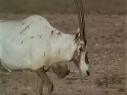 CU injured Arabian Oryx, Oryx leucoryx, walking through desert, Jiddat al Harasis desert, Oman Stock Footage