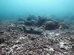 MS Shot of Resting white tip reef shark on coral rubble / Sipadan, Semporna, Tawau, Malaysia Stock Footage