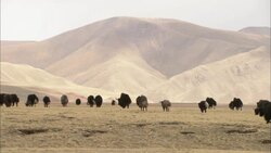 A herd of yaks walk across a Himalayan countryside. Stock Footage