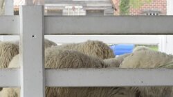 sheep in pen at farm Stock Footage