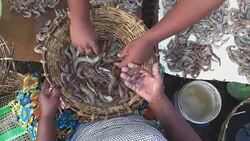 Shrimp Seller and Buyer in Negombo Fish Market, Sri Lanka Stock Footage