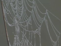 CU Spider web attached to branch / Everglades, Florida, USA Stock Footage