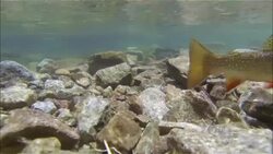 Underwater Fishing Snowmass Lake near Aspen Colorado Caught on Camera the Line , Hook , And Sinker Catching a Fish on Film Stock Footage