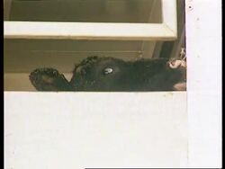 Egypt - 3 Ships Carrying Irish Beef Are Unloaded News Clip