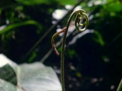 Caterpillar (Lepidoptera), moves down a plant stem and up another. Stock Footage