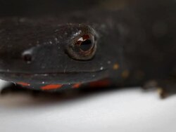 Newt Blink Close Up Video Stock Footage