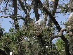 Nest Making Stock Footage
