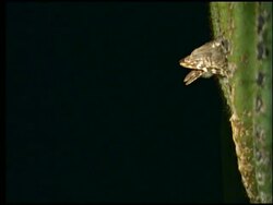 Elf Owl (Micrathene whitneyi) flight to and from nest in saguaro cactus at night, Sonoran desert, USA, High speed Stock Footage