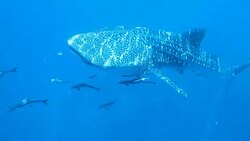 Whale Shark (Rhincodon types), Remora (Echeneidae) and Cobia (Rachycentron canadum). The location is the Andaman Sea, Krabi, Thailand. This is a classic display of primal instinctive animal behavior. A symbiotic relationship that ensures their survival. Stock Footage