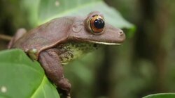 Giant tree frog (Hypsiboas boans) sitting on a branch in the rainforest, Ecuador Stock Footage