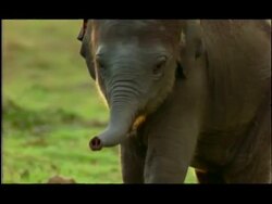Baby elephant (Elephas maximus) walking, Nagarahole, Southern India Stock Footage