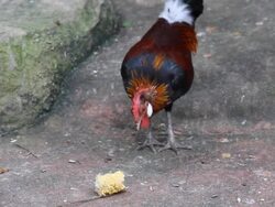 Chicken Stock Footage