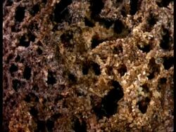 MS Leafcutter ants, in fungus garden nest, high angle view, Costa Rica Stock Footage