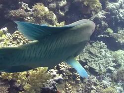 Napoleon Wrasse (Cheilinus undulatus) Stock Footage