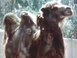 Camel Hair 1960's Stock Footage