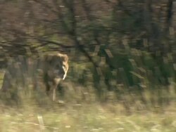 MS TS Shot of lion running through floodplain grasslands with intent / Okavango Delta, North-West District, Botswana Stock Footage