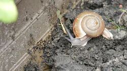 Snail on the soil Stock Footage