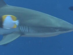 MS TS Grey reef shark swimming in blue / Palau, Micronesia, Palau  Stock Footage