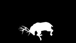 Stag Horn Silhouette Stock Footage