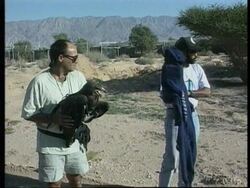 Israel - Wounded Eagles Enjoy Artificial Migration News Clip