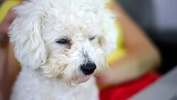Beautiful woman hugging her cute little puppy Stock Footage