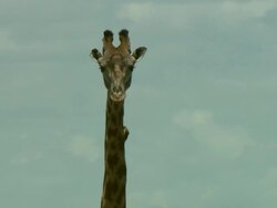 Medium - A bird perches on a giraffe's neck / Kenya Stock Footage