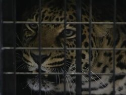 Monaco pair arrive for release in nature reserve News Clip