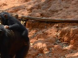 Mother and young chimpanzees Stock Footage