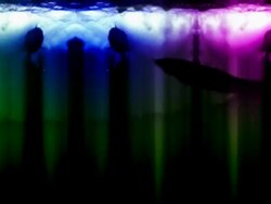 Fantastic Underwater fishes Stock Footage