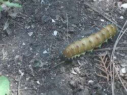 Caterpillar Stock Footage