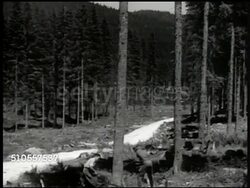1950: YUGOSLAVIA LUMBER: EXT WS Two workers w/ axes walking, forest, mountains BG. WS Tree cutters chopping down tree. WS Piles of logs. MS Worker putting lumber on conveyor. VS Woman w/ saw mill machine cutting log. Wood Instructional Video