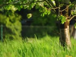 CRANE UP: Blooming Cherry Tree Stock Footage