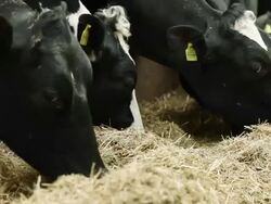 Cows in barn Stock Footage