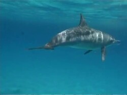 MS Spinner dolphins, Stenella longirostris, swimming around, playing with rubbish, Egypt Stock Footage