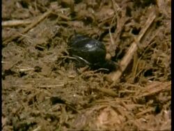 CU Dung beetle burrows into dung, Kenya Stock Footage