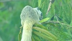 Squirrel Stock Footage